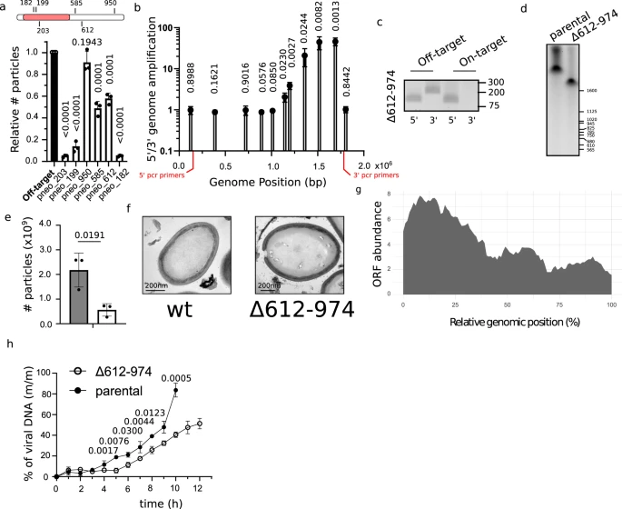 潘多拉病毒基因組保留了其較小祖先的痕跡 潘多拉病毒基因組保留了其較小祖先的痕跡