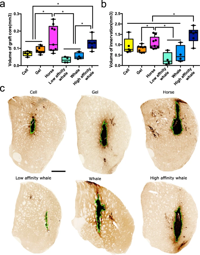 在SAP中摻入肌紅蛋白可提高移植物存活率和移植物神經(jīng)支配 在SAP中摻入肌紅蛋白可提高移植物存活率和移植物神經(jīng)支配