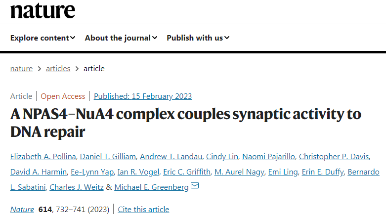 研究發(fā)現(xiàn)了神經(jīng)元中存在著一種獨(dú)特的DNA修復(fù)機(jī)制 研究發(fā)現(xiàn)了神經(jīng)元中存在著一種獨(dú)特的DNA修復(fù)機(jī)制