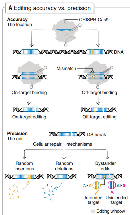 基因編輯特異性和準(zhǔn)確性 基因編輯特異性和準(zhǔn)確性