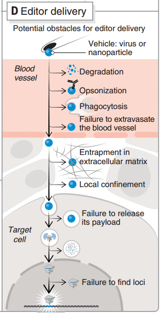 CRISPR 遞送過程 CRISPR 遞送過程