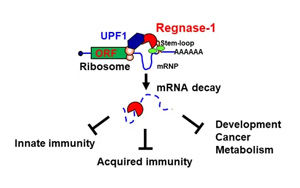 CAR-T療法創(chuàng)始人PNAS發(fā)文：實體腫瘤治療曙光出現(xiàn)？利用“組合拳”幫助T細(xì)胞