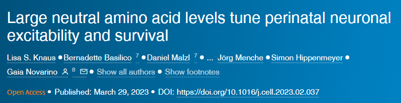 中性氨基酸水平調節(jié)圍產期神經元的興奮性和存活率