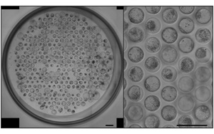 《Nature Protocols》：新突破！能夠模擬人類胚胎植入的模型