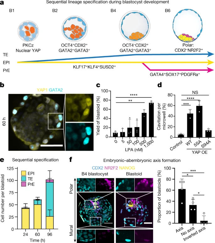 根據(jù)囊胚發(fā)育的順序和時間形成三個譜系