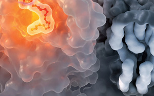 免疫系統(tǒng)絕非隨機(jī)針對病毒蛋白位點(diǎn)產(chǎn)生抗體：到底什么決定了公共抗體反應(yīng)？