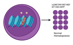Nature：血癌可以預(yù)防，關(guān)鍵在這個(gè)靶點(diǎn)