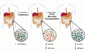 科學(xué)家們發(fā)現(xiàn)了可以減少抗生素對腸道細(xì)菌有害副作用的化合物