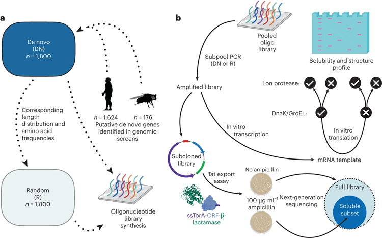 文庫設(shè)計(jì)，合成和實(shí)驗(yàn)路線
