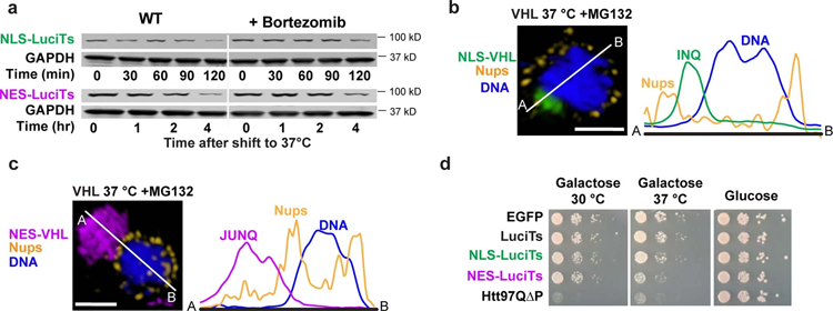 在不同類型的壓力和不同的客戶端蛋白質之間發(fā)生的空間隔離