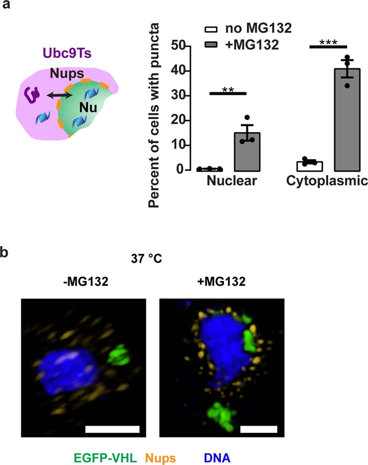 阻斷核質轉運對Ubc9Ts清除的影響