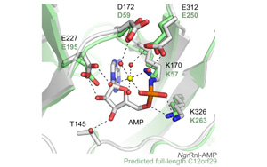 Nature子刊發(fā)現(xiàn)了隱藏的RNA修復機制：一種前所未知的蛋白質(zhì)功能