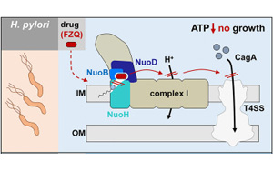 Cell發(fā)現(xiàn)幽門螺桿菌的一個弱點：讓細胞喪失呼吸能力