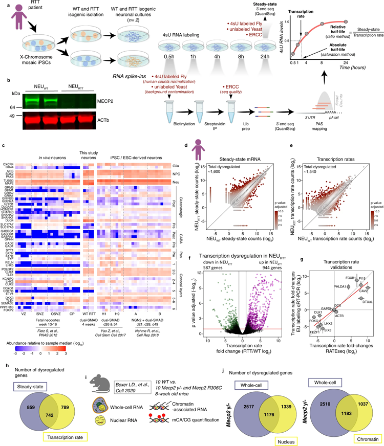 RTT神經(jīng)元轉(zhuǎn)錄速率的變化不會自動導(dǎo)致mRNA穩(wěn)態(tài)的改變 RTT神經(jīng)元轉(zhuǎn)錄速率的變化不會自動導(dǎo)致mRNA穩(wěn)態(tài)的改變