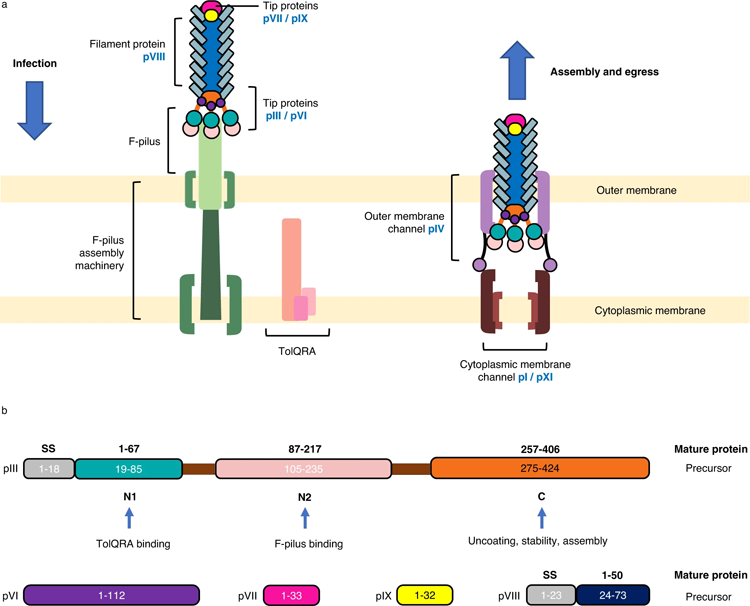 噬菌體感染、排出和包含噬菌體衣殼的蛋白質(zhì)的示意圖