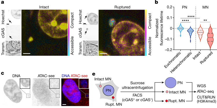 染色質(zhì)可接觸性在微核中發(fā)生改變