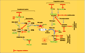 顛覆認知！人類緩解重癥新冠肺炎的新靶點，“一不留神”或?qū)⒄T發(fā)精神病