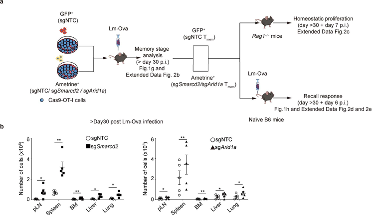 SWI/SNF的缺陷促進(jìn)了真正的記憶T細(xì)胞形成 SWI/SNF的缺陷促進(jìn)了真正的記憶T細(xì)胞形成