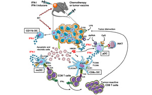Science | 重要發(fā)現(xiàn)！斯坦福大學(xué)巧妙改造皮膚細(xì)菌，激活免疫助力抗癌