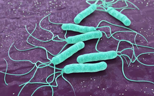 毫無下限！“網(wǎng)紅菌”幽門螺桿菌新“罪證”再曝光！竟能削弱腫瘤免疫治療