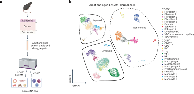 用10X單鏈核糖核酸序列鑒定皮膚細(xì)胞 用10X單鏈核糖核酸序列鑒定皮膚細(xì)胞