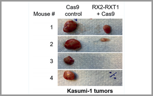 Leukemia：基于CRISPR的基因療法為白血病治療帶來(lái)希望