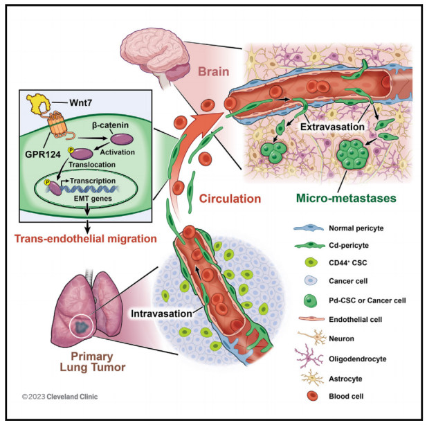 機(jī)理模式圖 機(jī)理模式圖