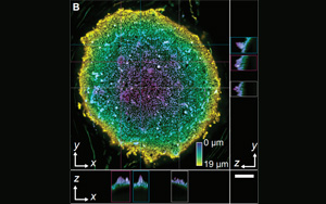 Science：“食油”微生物重塑油滴，加速碳氫化合物的生物降解