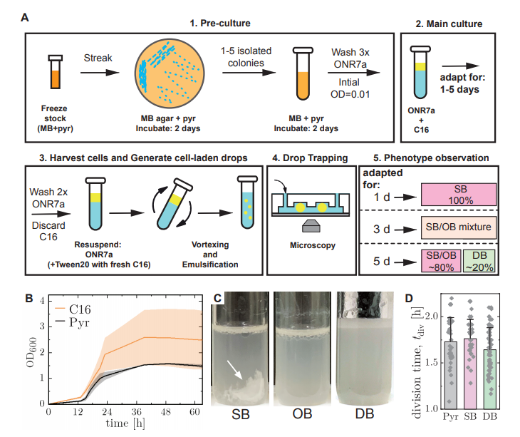 描述表型鑒定的培養(yǎng)方法示意圖 描述表型鑒定的培養(yǎng)方法示意圖