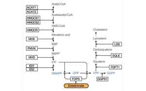 Nature：利用CRISPR，終于弄清楚了一種獨特的免疫細胞是如何識別并摧毀腫瘤的