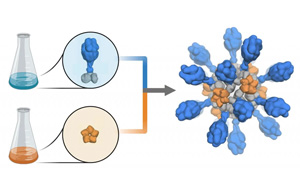 支持重組蛋白疫苗研發(fā)、生產(chǎn)的試劑解決方案