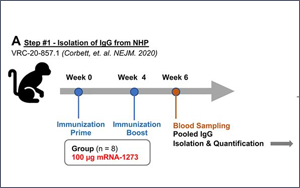南京新冠感染者多為疫苗接種者，兩大頂刊揭示：為何疫苗防不住病毒？
