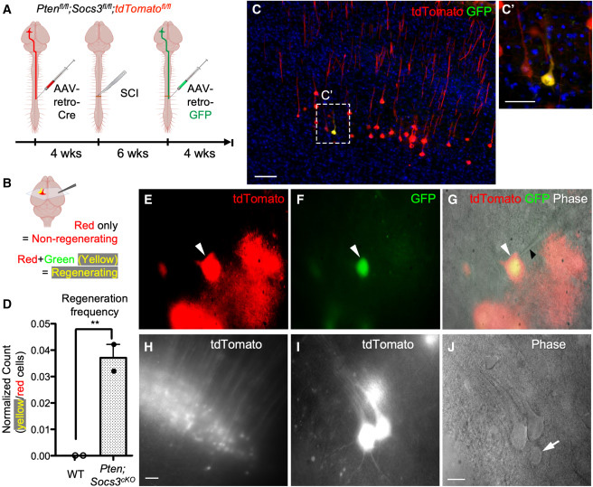 通過(guò)深度單細(xì)胞RNA測(cè)序技術(shù)，研究脊髓損傷后皮質(zhì)脊髓束（CST）神經(jīng)元的再生能力