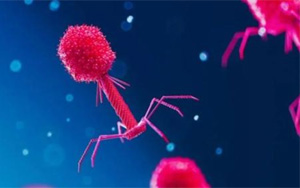 Nature：科學(xué)家發(fā)現(xiàn)病毒對(duì)抗細(xì)菌CRISPR免疫系統(tǒng)的全新方式