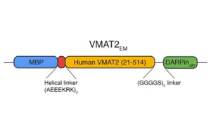 Nature：參與神經(jīng)化學(xué)物質(zhì)(如血清素和多巴胺)運(yùn)動(dòng)的轉(zhuǎn)運(yùn)蛋白結(jié)構(gòu)