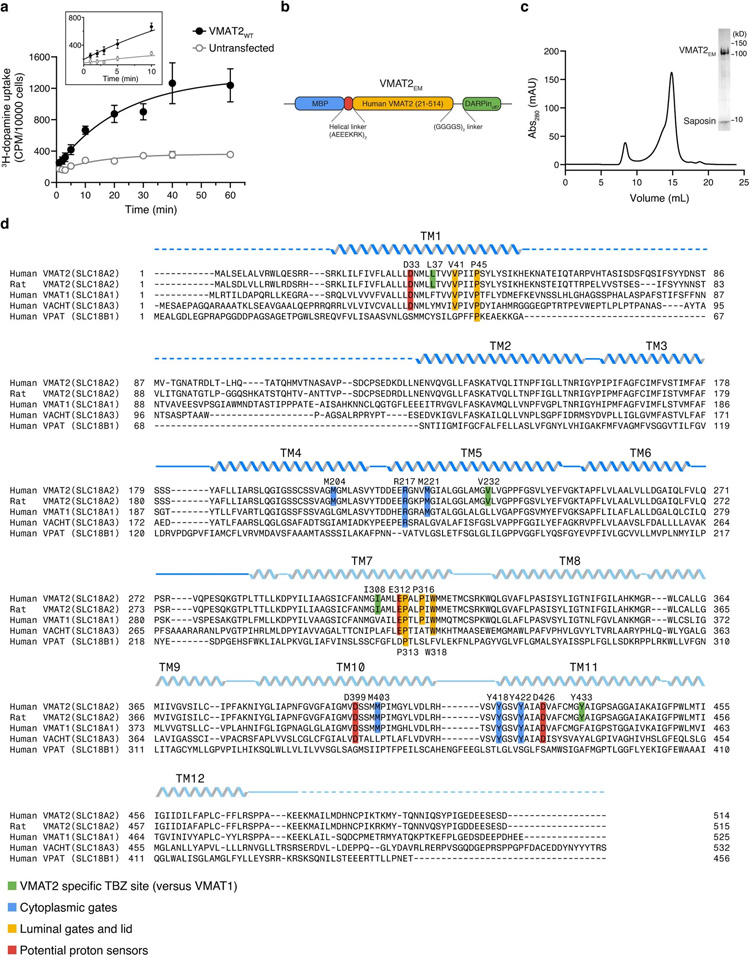 VMAT2的結(jié)構(gòu)設(shè)計(jì)和序列比對