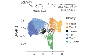 從線粒體功能入手，改善腫瘤免疫療法