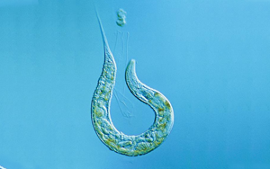 Nature揭示：“排毒”真的很重要！有的蟲全面開啟“排毒模式”后，生生延壽21%