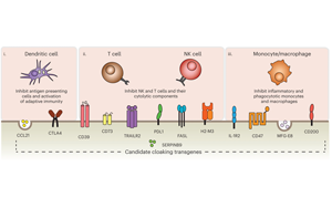Nature子刊：免排斥！科學(xué)家創(chuàng)造了“隱形”供體細(xì)胞和組織移植物
