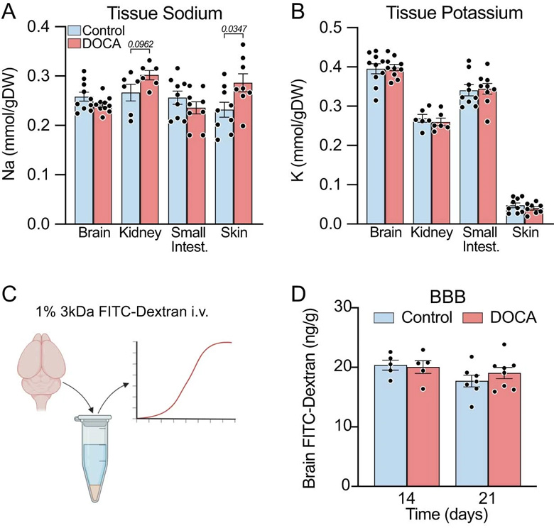 由脫氧皮質(zhì)酮(DOCA)鹽引發(fā)高血壓21天時(shí)的生理參數(shù) 由脫氧皮質(zhì)酮(DOCA)鹽引發(fā)高血壓21天時(shí)的生理參數(shù)