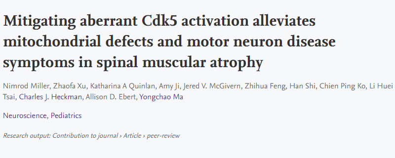 導(dǎo)致脊髓性肌萎縮癥(SMA)運(yùn)動神經(jīng)元退化的新機(jī)制 導(dǎo)致脊髓性肌萎縮癥(SMA)運(yùn)動神經(jīng)元退化的新機(jī)制