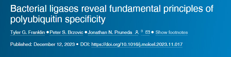 細(xì)菌連接酶揭示了多泛素特異性的基本原理 細(xì)菌連接酶揭示了多泛素特異性的基本原理
