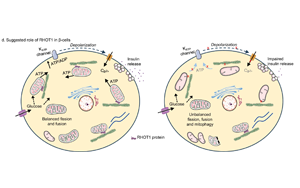 Nature子刊：表觀遺傳變化可導(dǎo)致2型糖尿病
