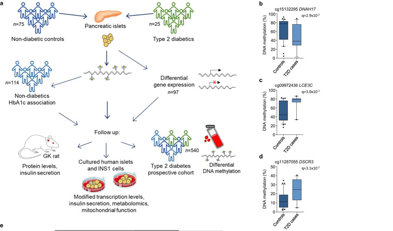 DNA甲基化在胰島二型糖尿病例對照和糖化血紅蛋白對照的差異