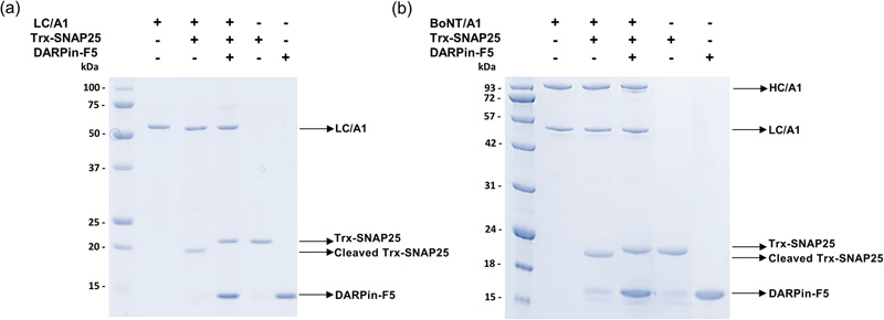 DARPin-F5對BoNT/A1和重組LC/A1的酶活性的抑制作用 DARPin-F5對BoNT/A1和重組LC/A1的酶活性的抑制作用