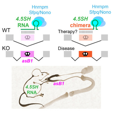 4.5SH RNA是小鼠體內(nèi)一種重要的物種特異性非編碼RNA 4.5SH RNA是小鼠體內(nèi)一種重要的物種特異性非編碼RNA