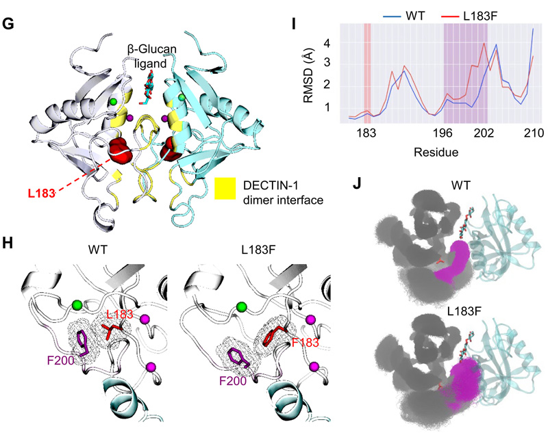 CTLA4和CLEC7A/DECTIN-1變體的鑒定 CTLA4和CLEC7A/DECTIN-1變體的鑒定