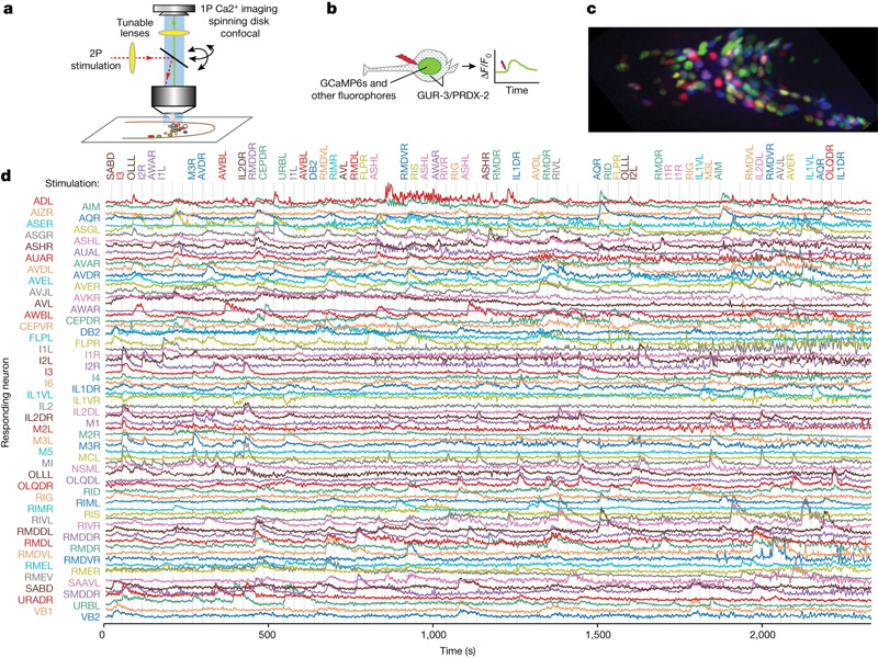 測量神經(jīng)觸發(fā)和神經(jīng)網(wǎng)絡(luò)反應(yīng) 測量神經(jīng)觸發(fā)和神經(jīng)網(wǎng)絡(luò)反應(yīng)