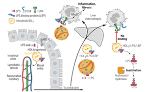 打破固有認知！Science揭秘腸道運行新機制：合成膽固醇中的“好學(xué)生”，或為肝臟疾病治療帶來新靶點