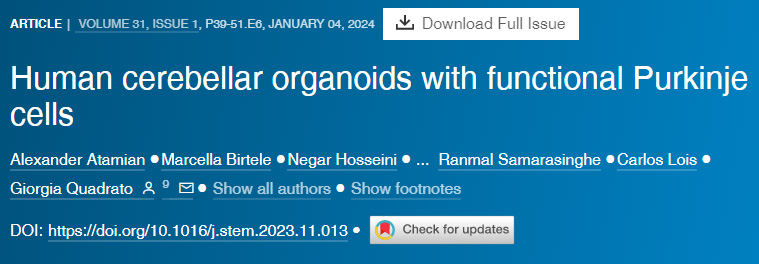 具有功能性浦肯野細胞的人類小腦類器官